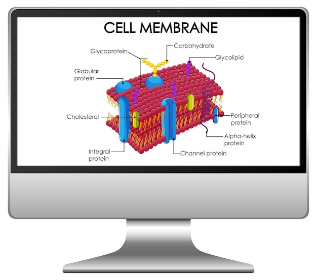 A schematic diagram illustrating the difference between somatic cell editing and germline cell editing, showing one path leading to changes only in the individual treated and another path showing changes passed down to offspring.