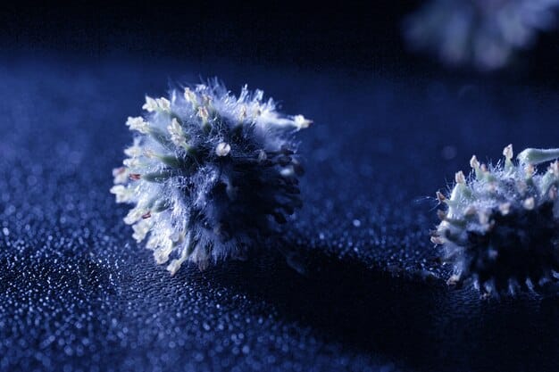 New Bioluminescent Bacteria: US Medical Applications Ahead?
