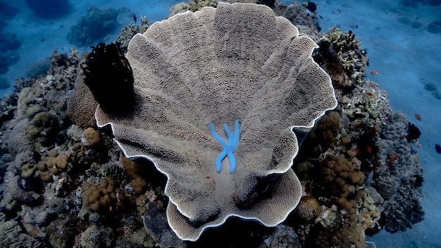 Bleached coral reefs in clear blue ocean waters, with a few struggling fish, illustrating marine biodiversity loss.