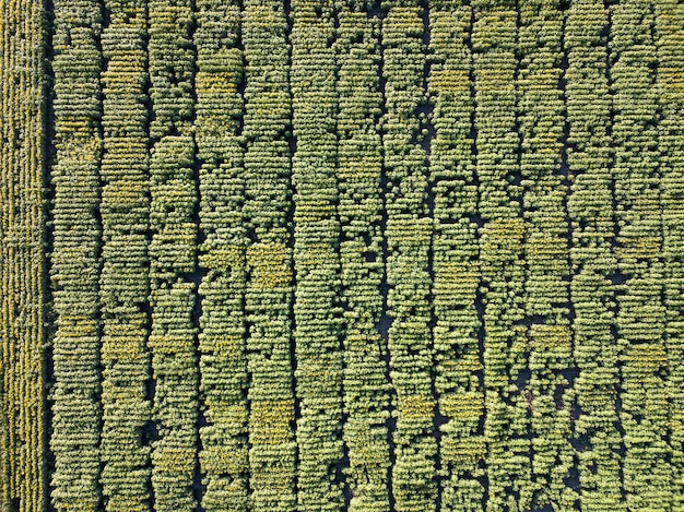 A high-resolution image captured by a drone, showing a newly discovered crop mark pattern in a field in the Midwest US. The pattern clearly indicates the outline of a buried ancient settlement, with subtle differences in crop growth due to underlying foundations.