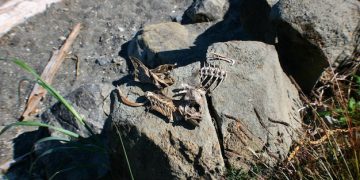 Ancient Diets: Unveiling Early American Foodways Through Archaeology - Cover Image