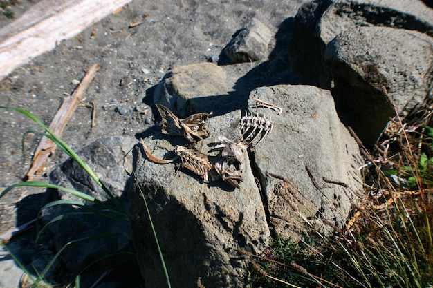Ancient Diets: Unveiling Early American Foodways Through Archaeology