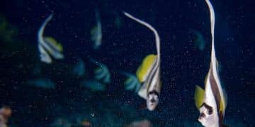 New Deep-Sea Fish Discovery: Unveiling Mariana Trench Biodiversity - Cover Image