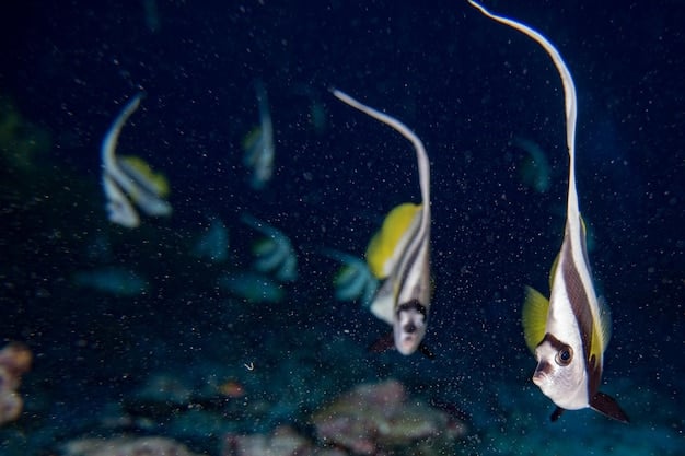 New Deep-Sea Fish Discovery: Unveiling Mariana Trench Biodiversity