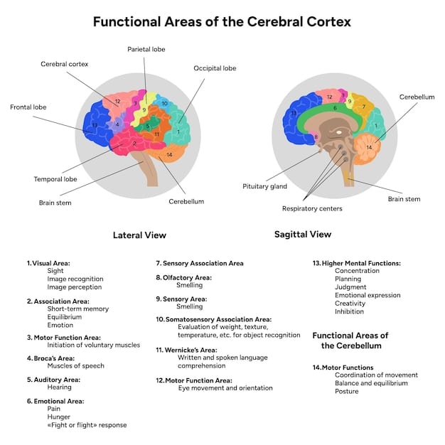 A diagram illustrating different brain regions (e.g., prefrontal cortex, parietal lobe, visual cortex) and their hypothesized contributions to different aspects of consciousness, relating to 'The Science of Consciousness: Exploring the Neural Correlates of Subjective Experience'.