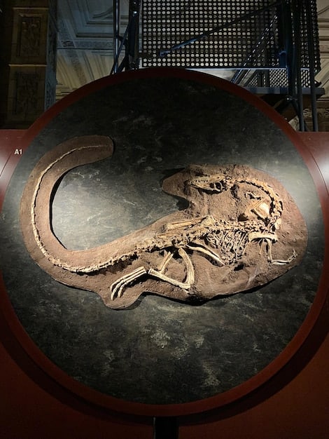 A detailed photograph of a fossilized feathered dinosaur, showing the intricate feather structures preserved in rock. The dinosaur is small, about the size of a chicken, with visible feather imprints around its limbs and tail. The background is a close-up of the sedimentary rock where the fossil was found. This image represents a key find in understanding the link between dinosaurs and birds in the context of New Discoveries in Paleontology: Unearthing Fossils That Shed Light on the Evolution of Dinosaurs.