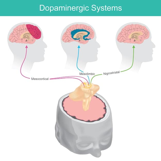 A diagram illustrating the mesolimbic dopamine pathway in the brain, with arrows showing the flow of dopamine from the ventral tegmental area (VTA) to the nucleus accumbens. Labels identify key brain regions and neurotransmitters involved in reward and motivation.