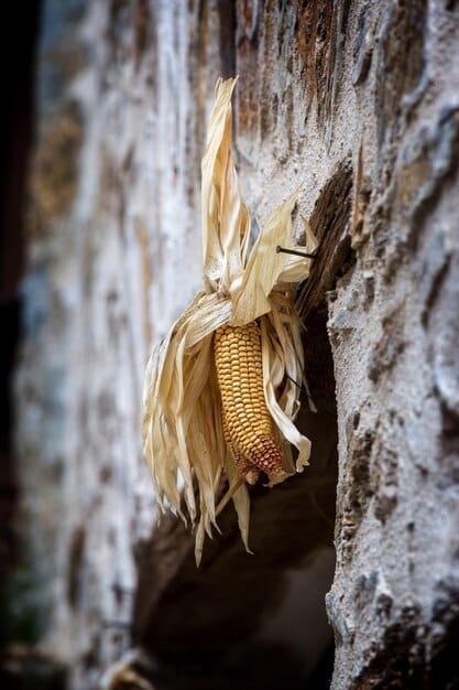 A close-up shot of ancient corn kernels found at an archaeological site in the Southwestern United States. The kernels are small and varied in color, showing the diversity of ancient corn varieties. The image conveys the importance of maize in the agricultural practices of the region.